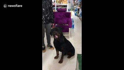 Dog "sings" Chinese pop song