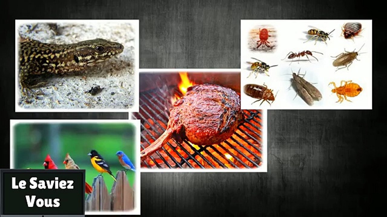 4 ANIMAUX DE COMPAGNIE ETRANGES ET SUPER MIGNONS