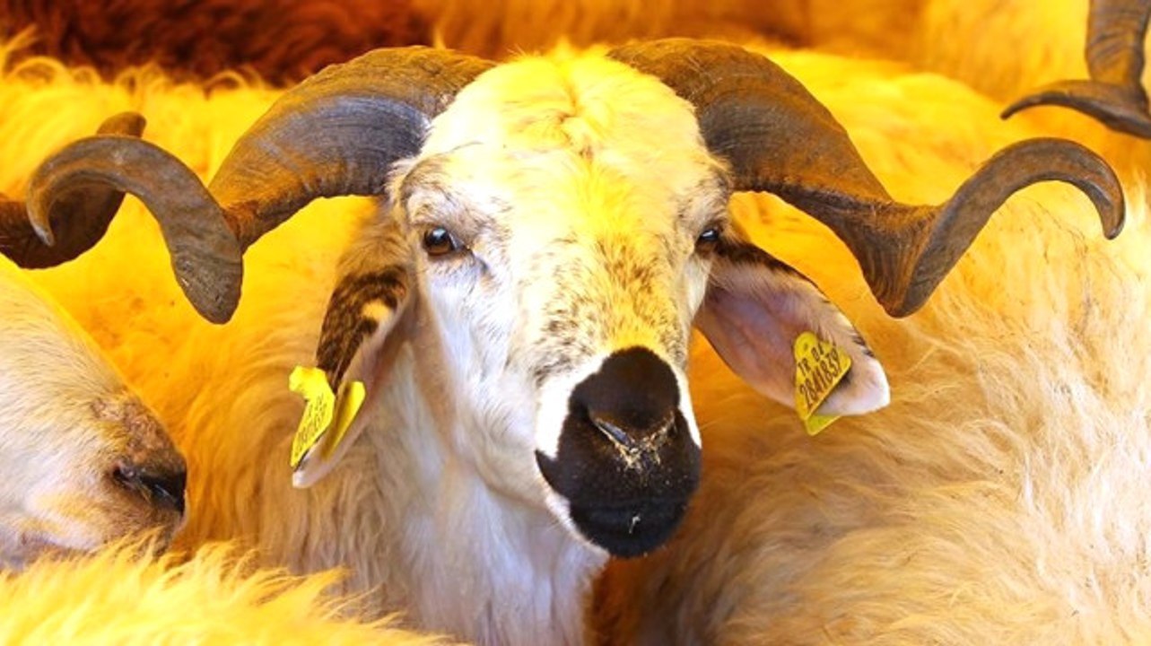 Vekaletle Kurban Bedeli, Yurt İçi 850 TL, Yurt Dışı 600 TL