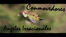 LOS 8 RESCATES ENTRE ANIMALES MAS CONMOVEDORES Y TIERNOS DEL MUNDO | OSCAR JACK