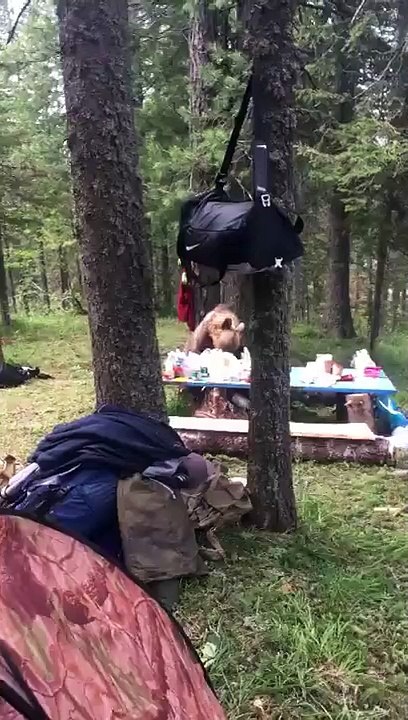 Un ours vient voler la nourriture de campeurs en pleine journée !