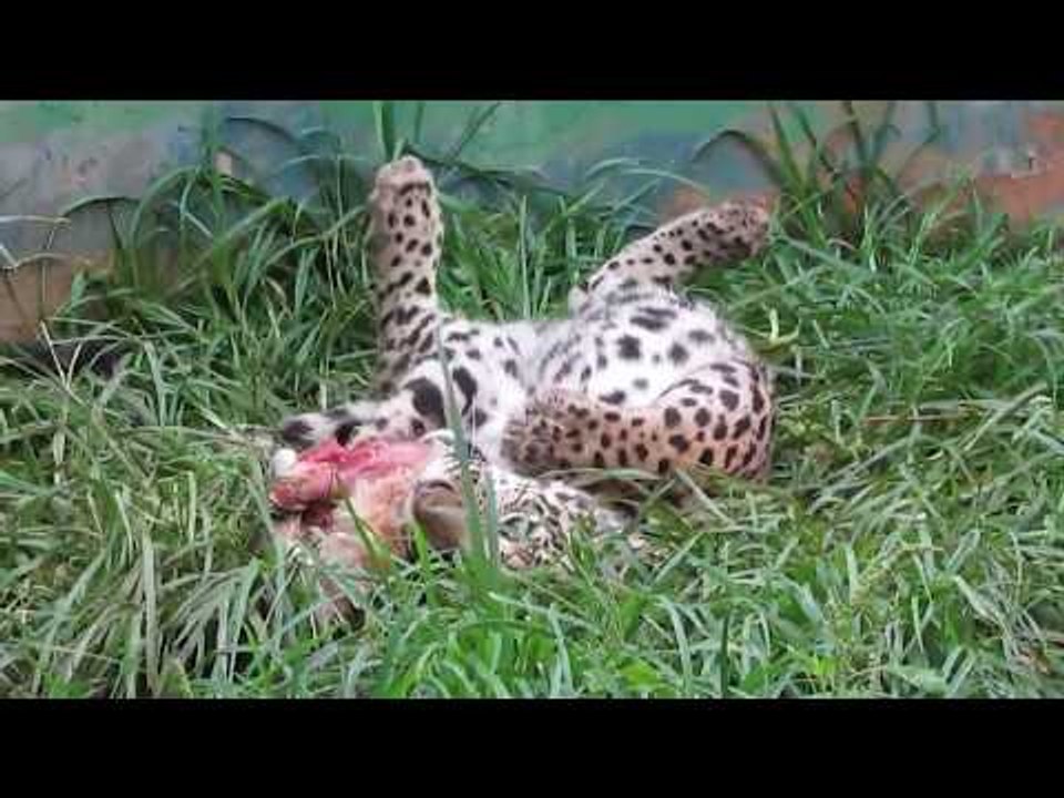 Adorable Jaguar Cub Enjoys Dinner Time