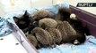 Musya the Cat Feeds 8 Orphaned Baby Hedgehogs
