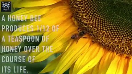 Two tablespoons of honey would be enough... - Mind Blowing Facts