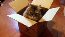 Funny Videos 2014 - compilation of Cats and Boxes