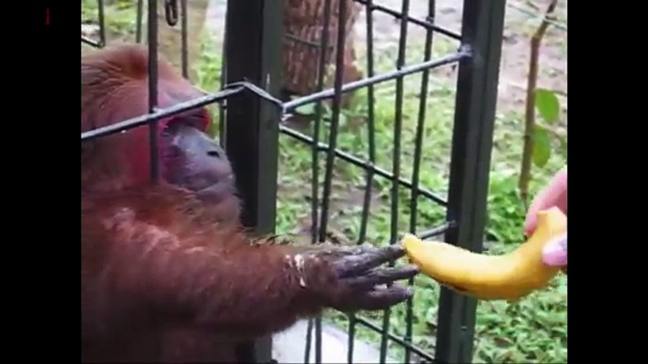 Ghetto Monkey Eating Bananas (Funny Voiceover)