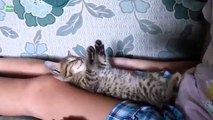 Funny Cats Sleeping in Weird Positions Compilation (2014)