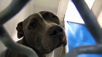 Dog Cries When He Realizes His Family Left Him At The Shelter