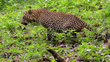 'Jaya Hai Kannada Thaye' Kannada Wildlife Music Video - Anthem