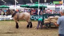 L'Avenir - Concours de traction chevaline