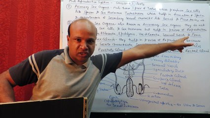 male reproductive system