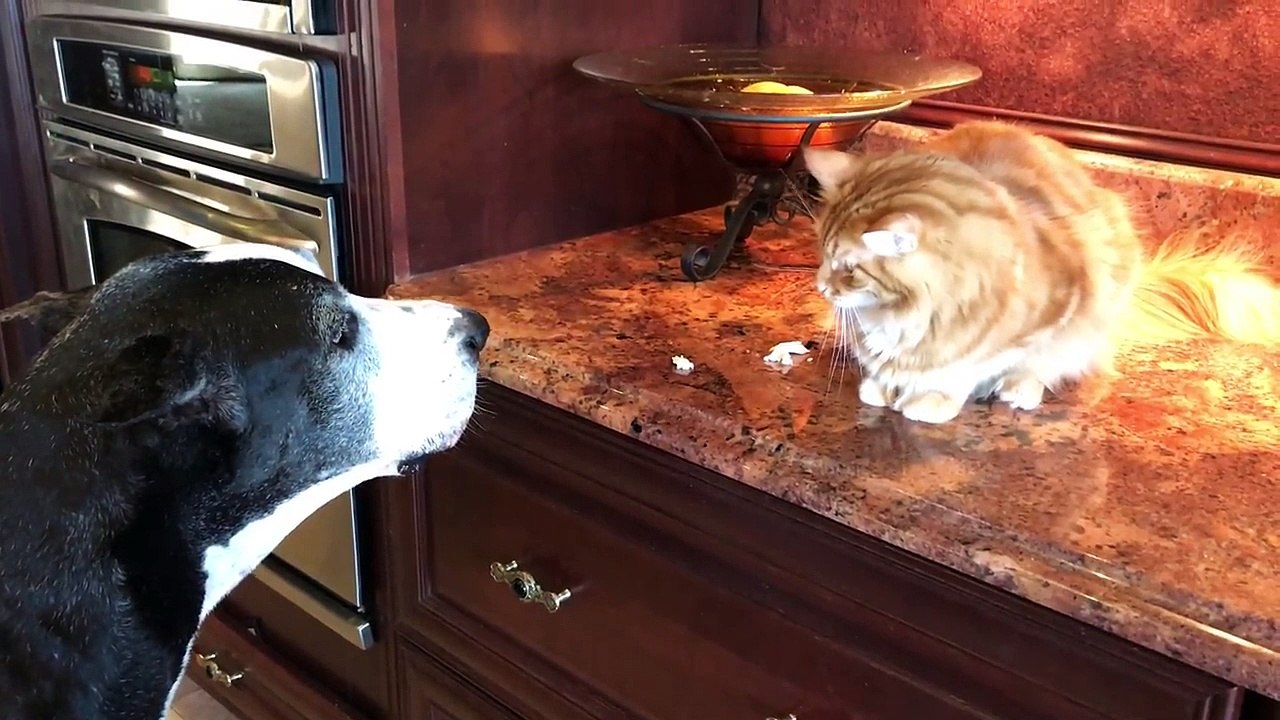 Ce chien est furieux que le chat ne partage pas !