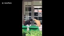 Deux chats tombent dans une poubelle lors d'un combat