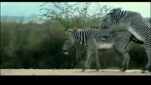 Zebra Breeding Part 1