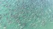 Drone Footage Captures Pink Salmon Run Near Cordova, Alaska
