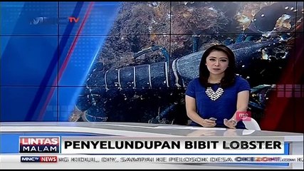 Penyelundupan Bibit Lobster