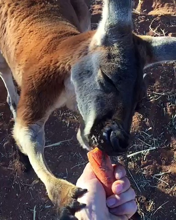Kangaroo Eats a Carrot