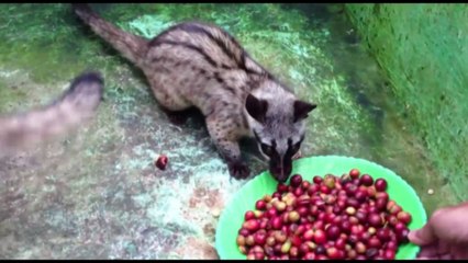 Những sự thật không tưởng về 4 món ăn, thức uống đắt đỏ nhất thế giới