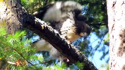 Hawk Raised by Eagles Is Starting to Act Like One | National Geographic