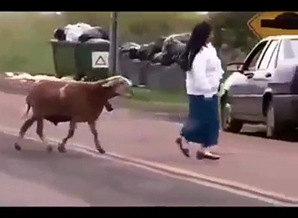 كبش يعمل العجب تموت بالضحك