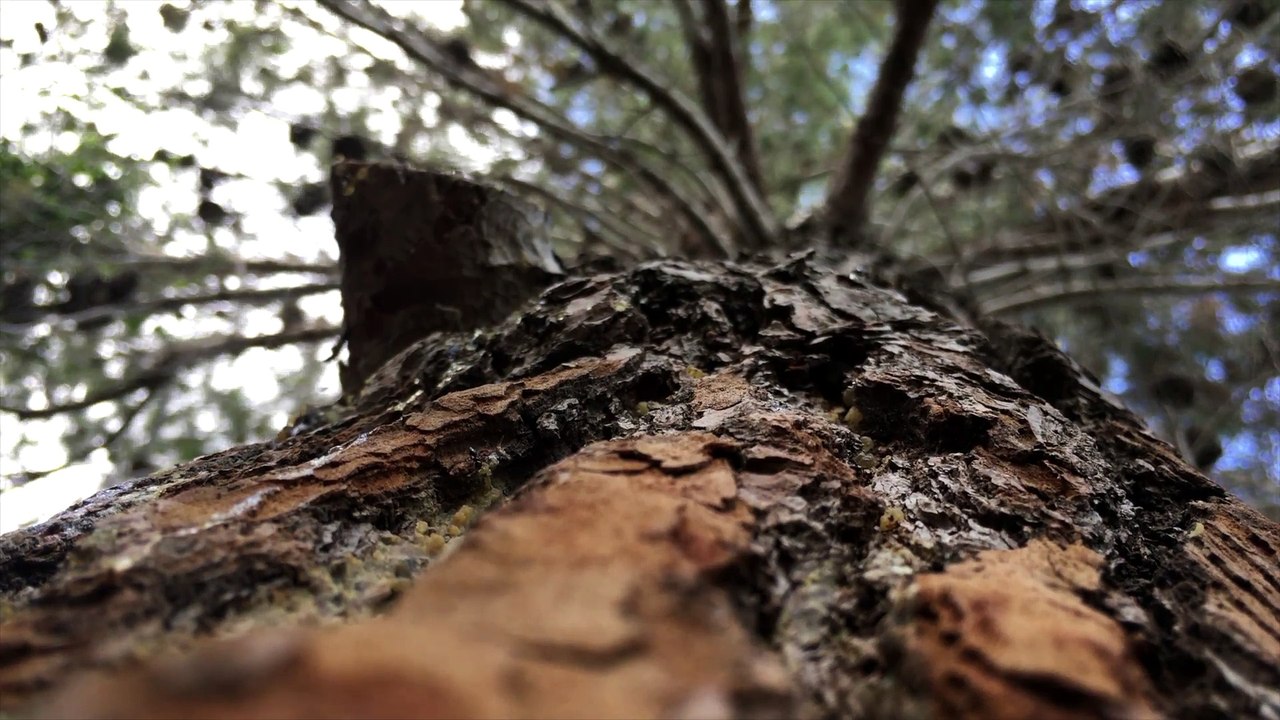 Roots to Treetop