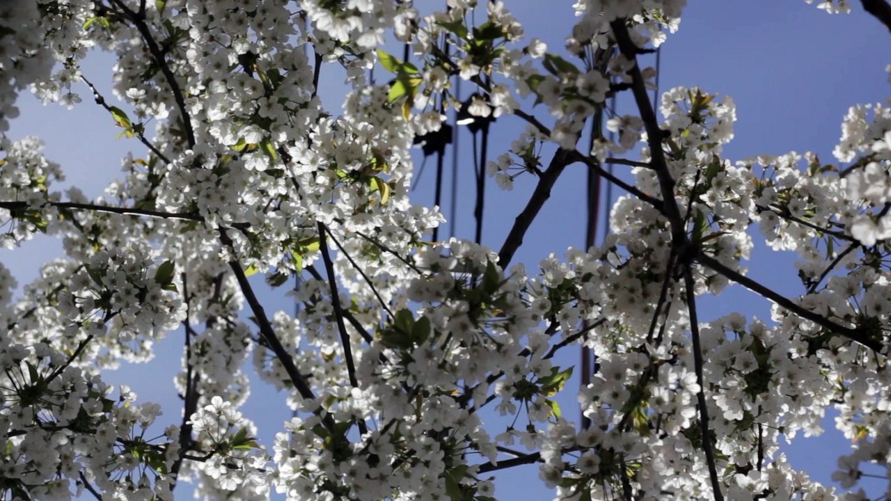 Flower Ceiling