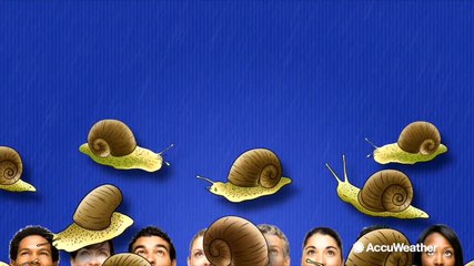 It could literally rain cats and dogs