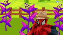 Itsy Bitsy Spider - Fun Songs for Children from Spiderman in Tractor | Songs for babies