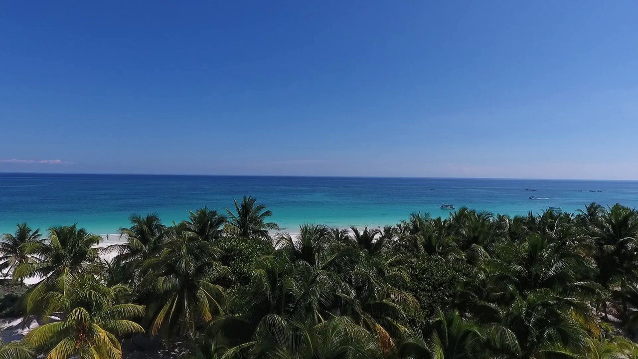 Palm Trees