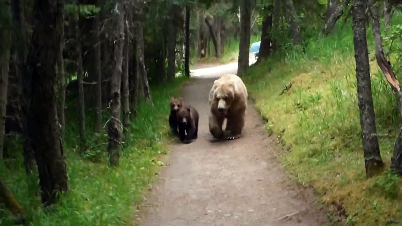 Hiking With Bears
