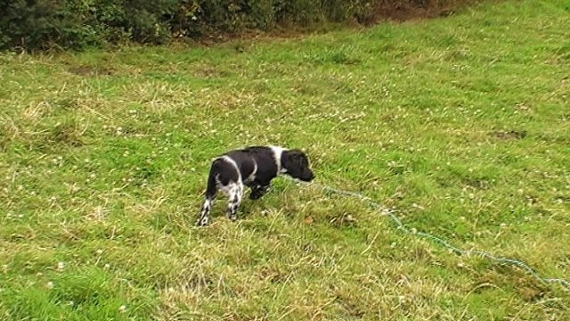 Nickel arrêt sur caille à 2 mois et 3 semaines - Copie