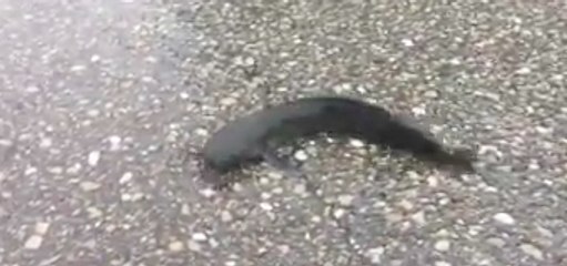 Catfish Swim in Streets After Tropical Storm Emily Downgraded