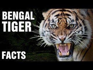 Is The Bengal Tiger Becoming Extinct?