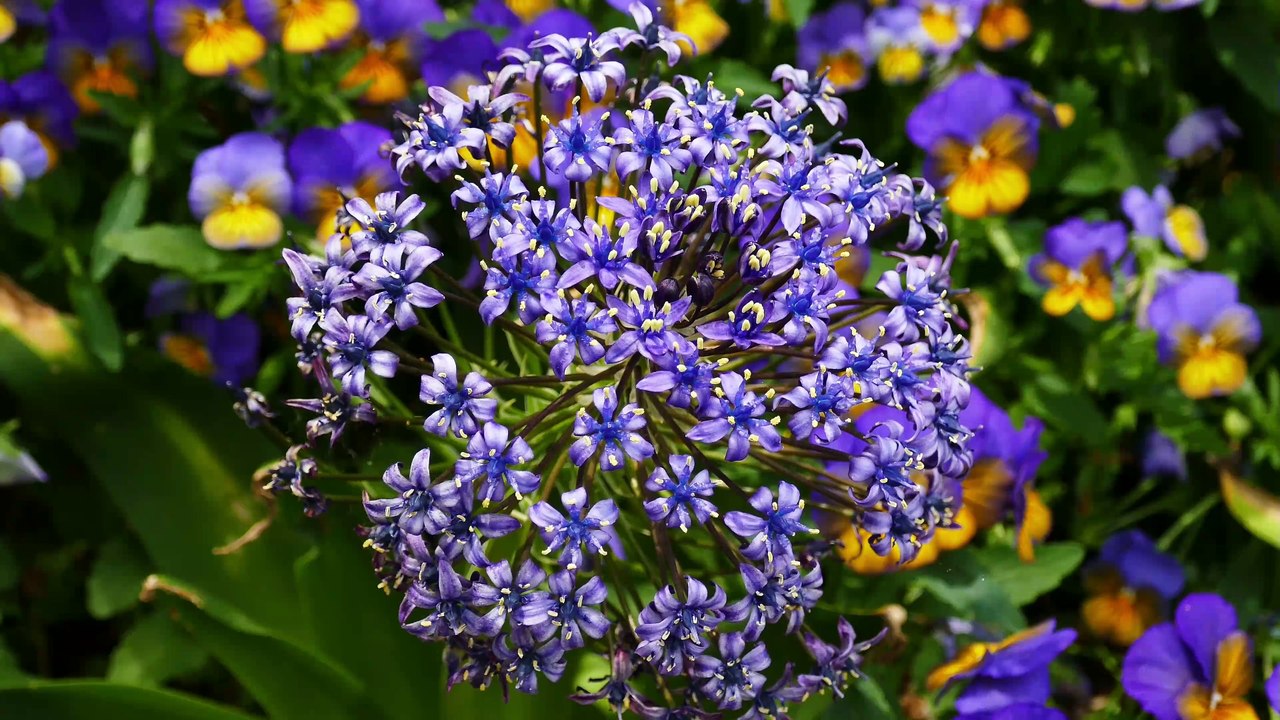 Microdacism: Dreams of Fear - Dreams of Evil