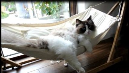 猫がハンモックで寝ようと何度もチャレンジし続けた結果、、、！w