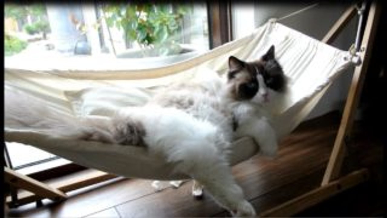 猫がハンモックで寝ようと何度もチャレンジし続けた結果、、、！w