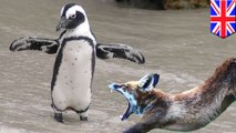 Rubah masuk ke kandang penguin, membunuh 8 penguin - TomoNews
