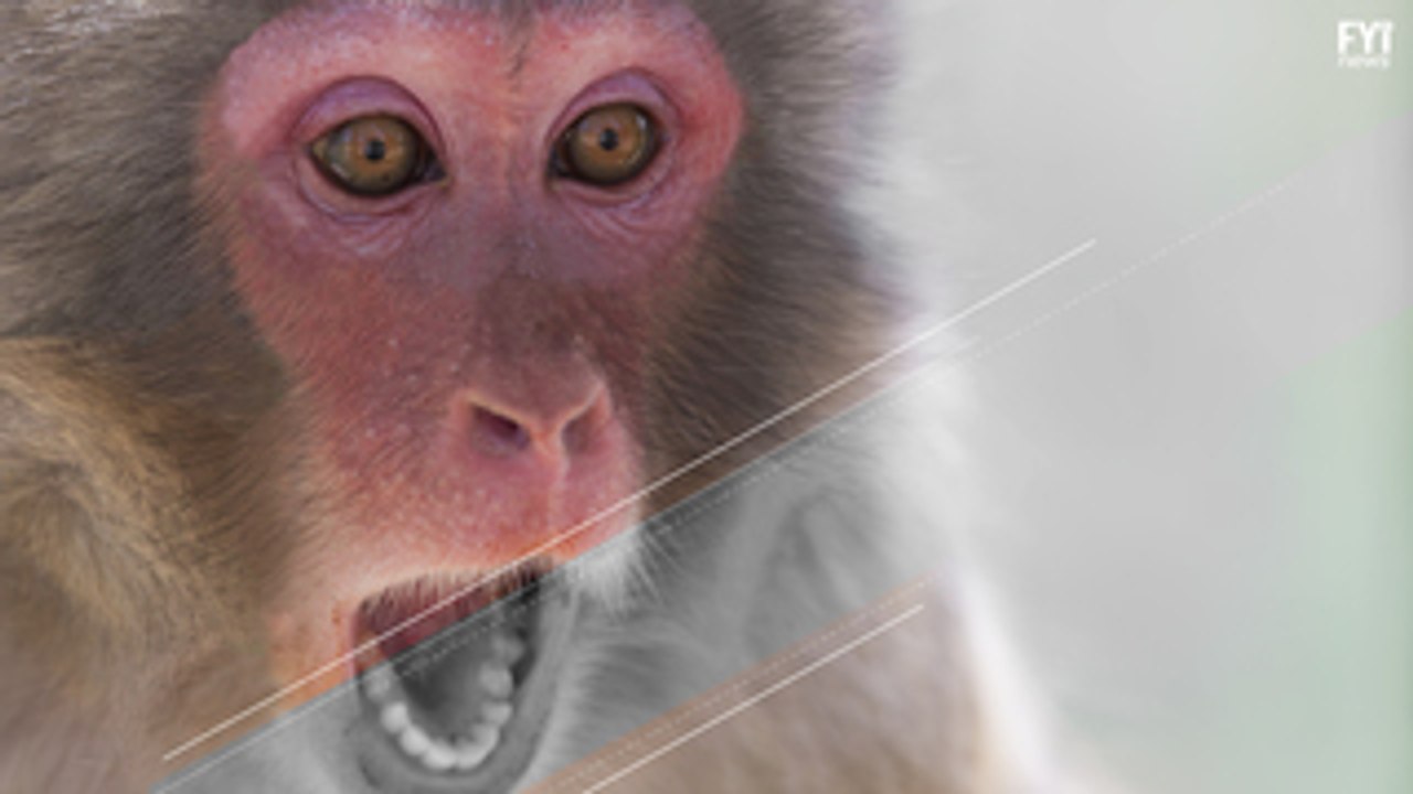 Primates on the Path to Extinction