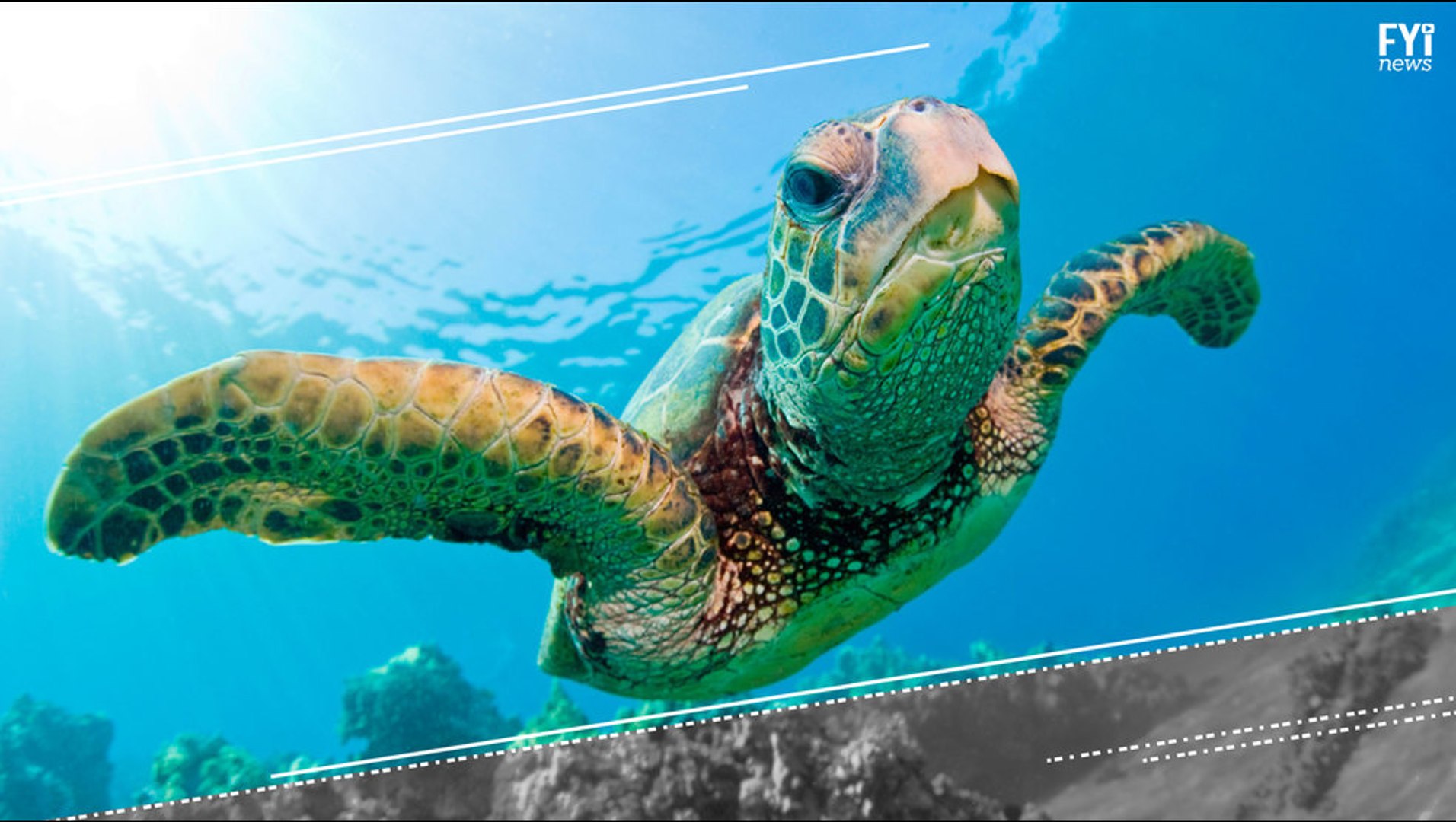 ⁣The Illegal Sea Turtle Trade