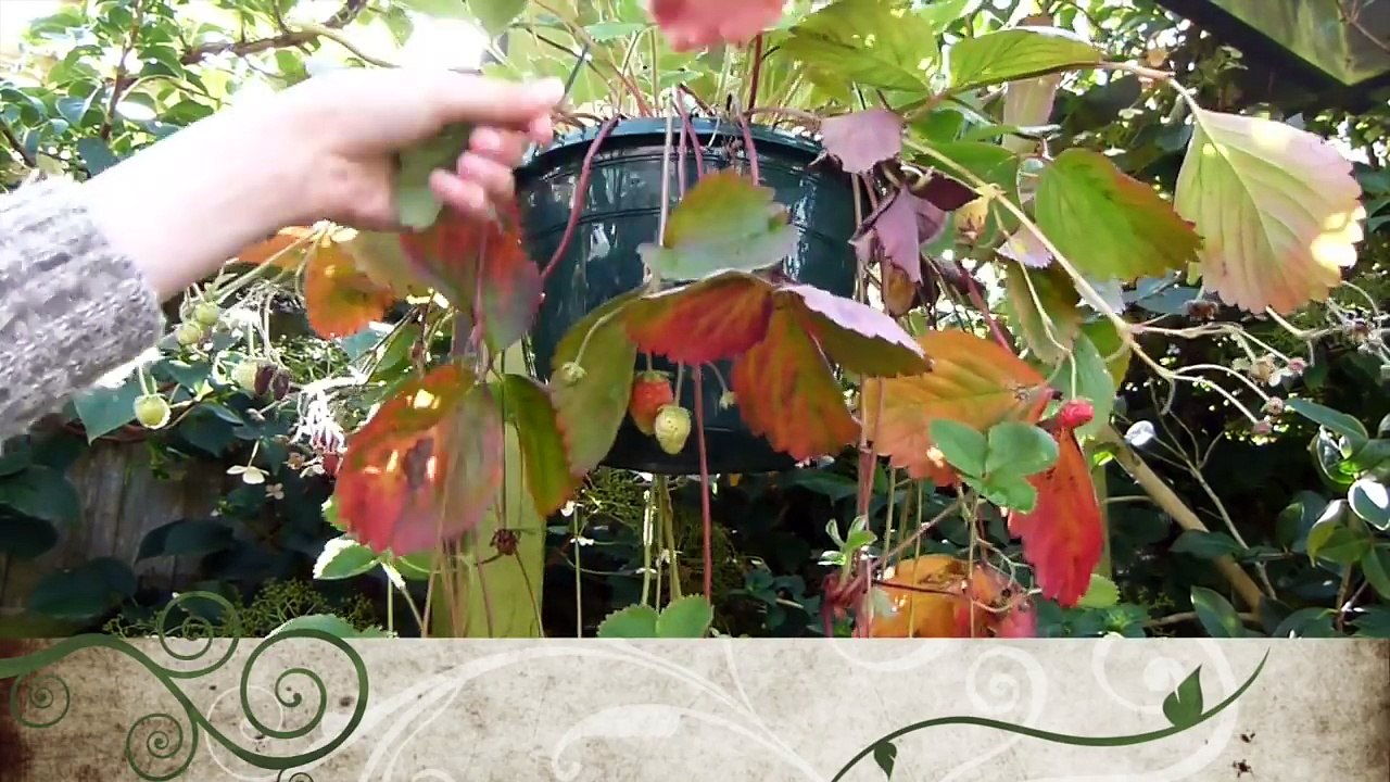 Homemade Forage For Guinea Pigs   Tutorial