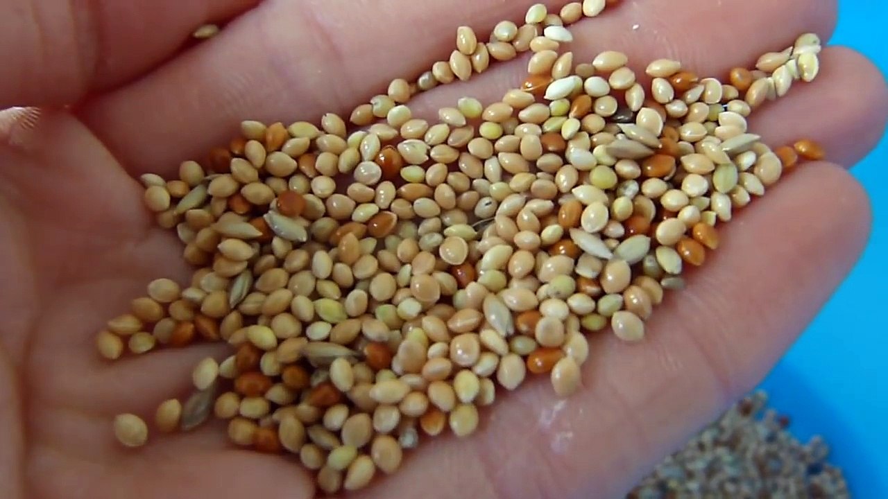 Homemade Healthy Gerbil Food