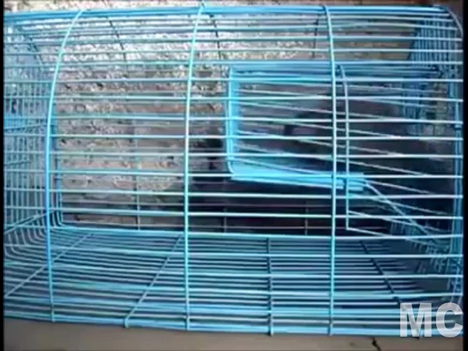 Creative Mouse Catcher