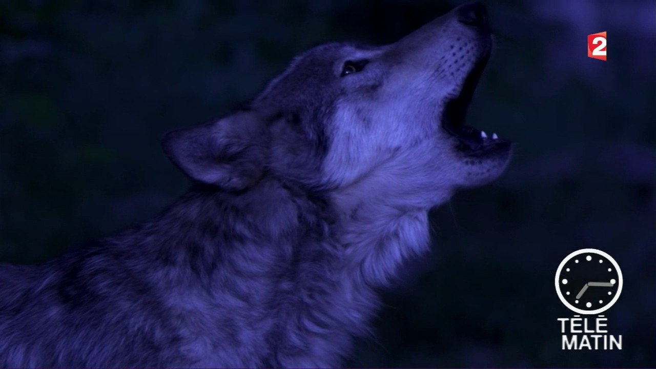 Nuits Blanches - Nuit blanche avec les loups du Gévaudan…