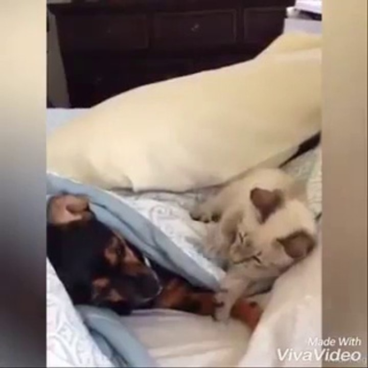 Cat dog