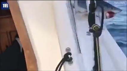 Köpekbalığı, balıkçı teknesine böyle sıkıştı