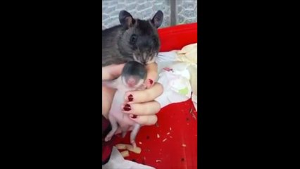Une maman rat veut montrer son bébé à son ami humain