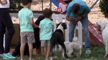 Campaña 'Súper Dogs' contra el abandono de mascotas