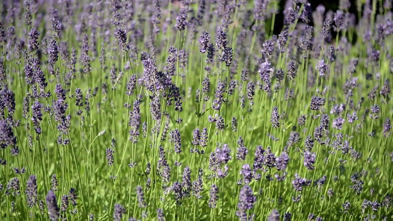 Lavendel