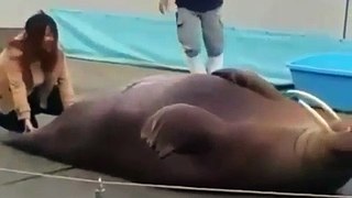 Walrus Does Abs - Six Packs