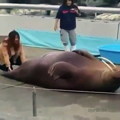 Walrus Does Abs - Six Packs